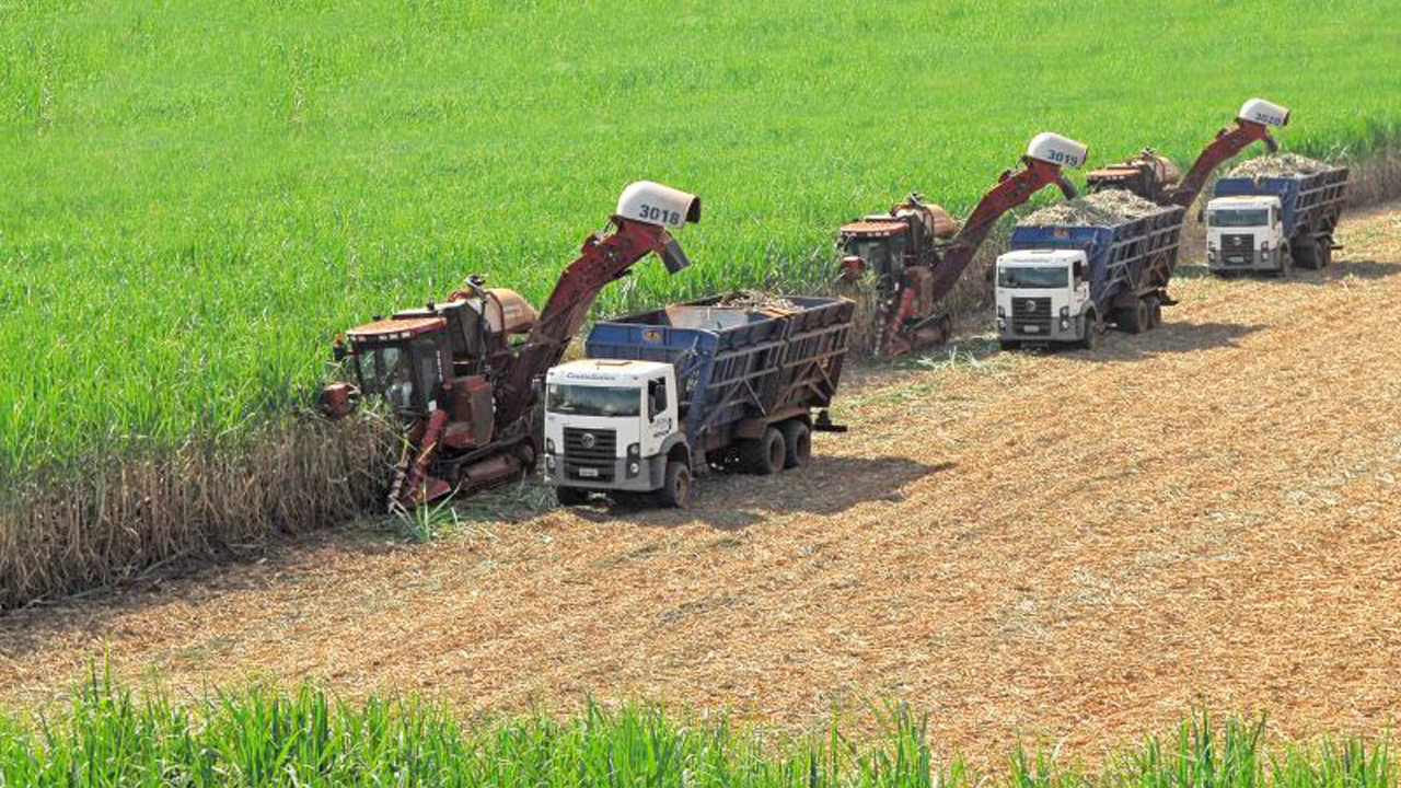 Carf muda posição e concede benefício da depreciação acelerada à cana-de-açúcar